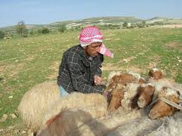 مربو الماشية لـ"سرايا": الثروة الحيوانية و منتجانتها في خطر و على وزيري الزراعة و الصناعة مساعدتنا قبل الكارثة