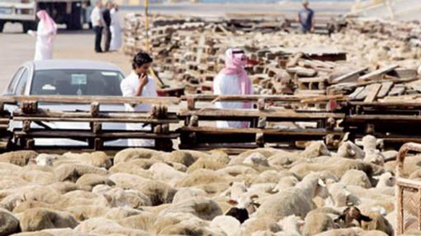 خروف العيد ..  تقليد ينسحب من حياة السعوديين 