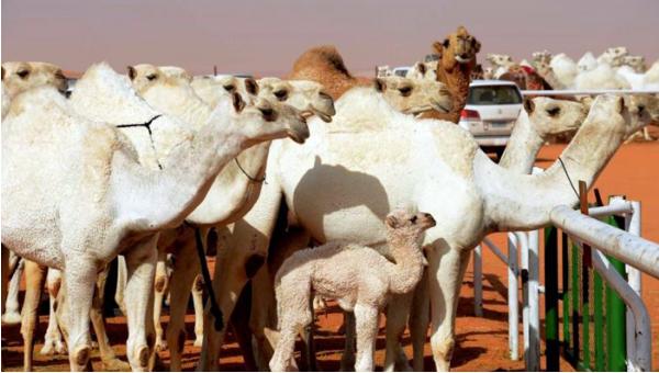 "مزايين الإبل" والفساد أبرز ممارساتها  ..  33 ألف حالة غسل أموال شهرياً في السعودية 