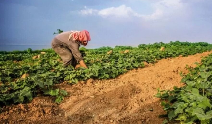 الزراعة: من المبكر الحديث عن تأثر القطاع بانخفاض كميات الامطار