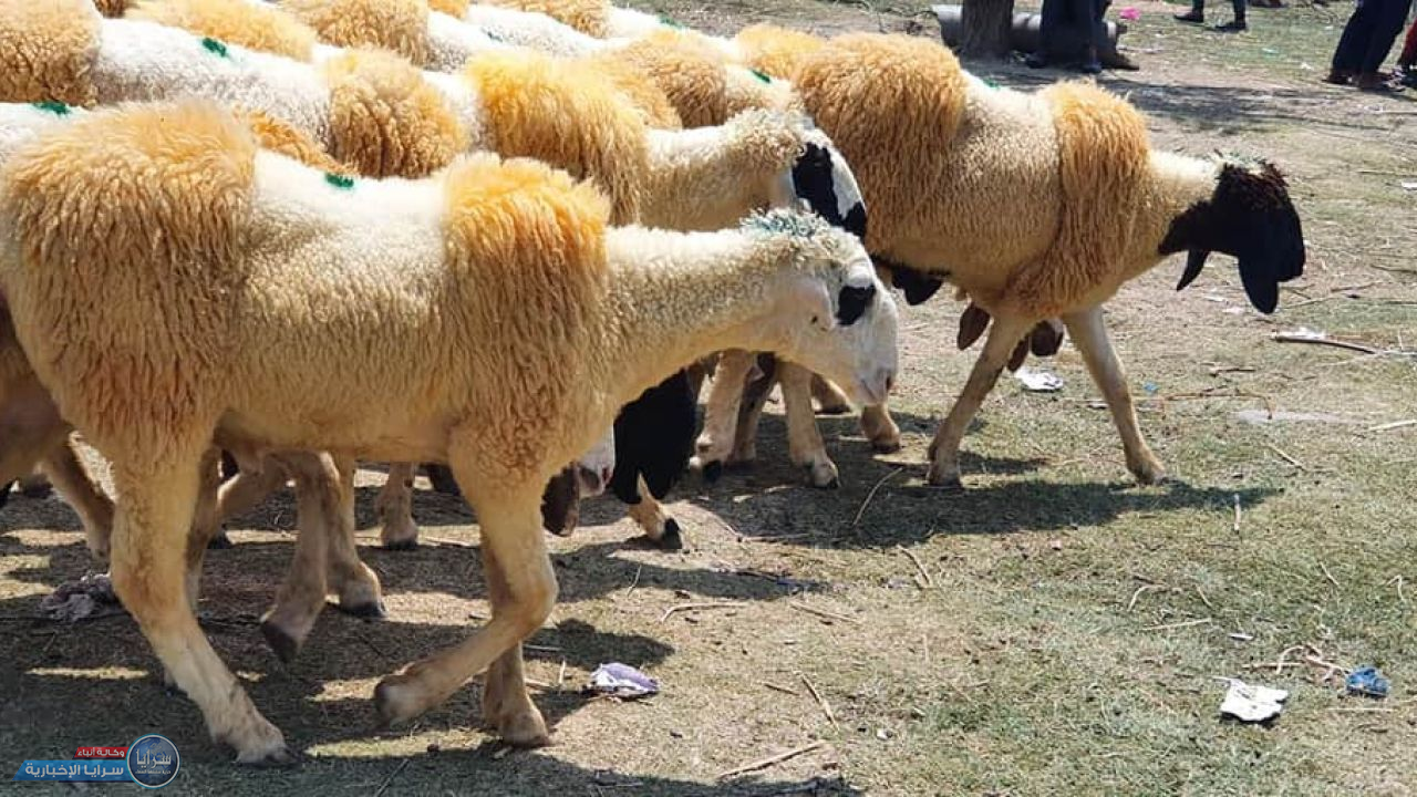 بعد الخراف الجورجية  ..  لحوم باكستانية في الاردن قريباً