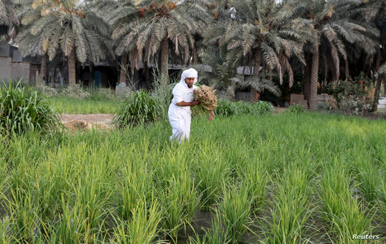 أزمة الغذاء العالمية ..  لماذا لم تتأثر دول الخليج؟