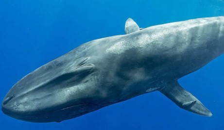 تفسير حلم الحوت في المنام وعلاقته بالقلق والخوف والأحزان