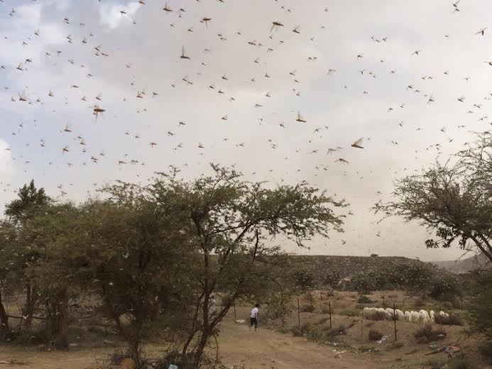 بالصور ..  السعودية : أسراب الجراد تهاجم "راحة سنحان" بالحرجة