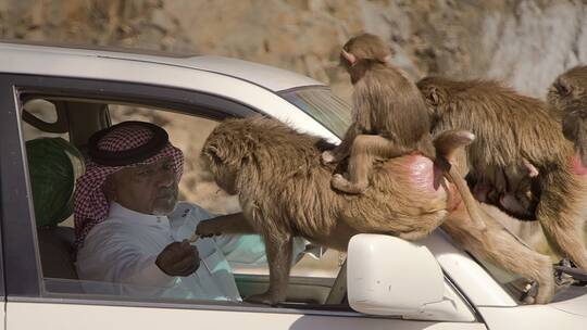 السعودية ..  قرد بابون يهاجم مواطنا في الباحة ويصيبه بجروح والأهالي يشتكون