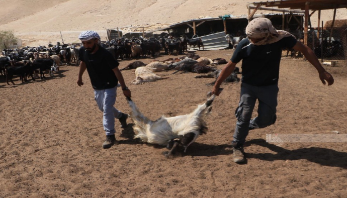 مستوطنون يسممون أغناما في "عرب المليحات" في أريحا