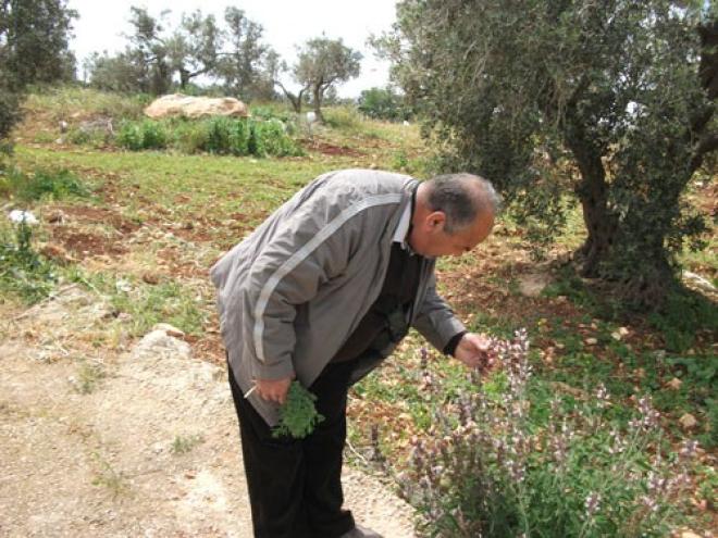 مساع فلسطينية لحماية نباتات وأشجار مهددة بالإنقراض في الضفة الغربية