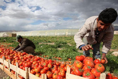 توقع انتاج 400 الف طن من البندورة في محافظة المفرق