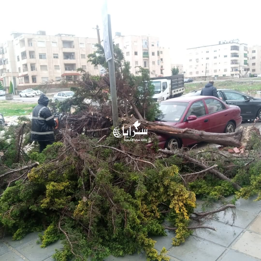 بالصور ..  سقوط شجرة على عدد من المركبات في إربد 