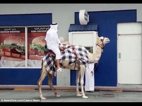 بالفيديو ..  قطري يمتطي الجمل وينتظر في الطابور المخصص للسيارات لاستلام وجبة "برغر"