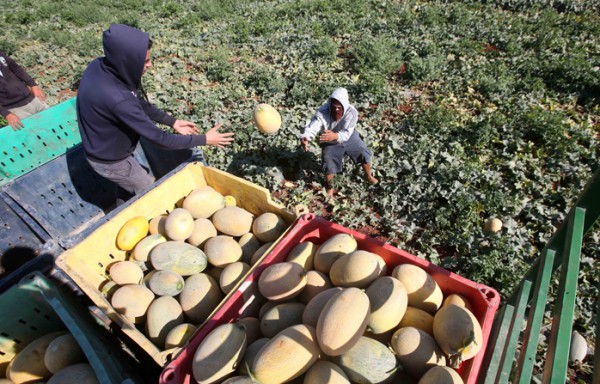 بالصور ..  بدء موسم قطف ثمار البطيخ والشمام في مزارع طوباس