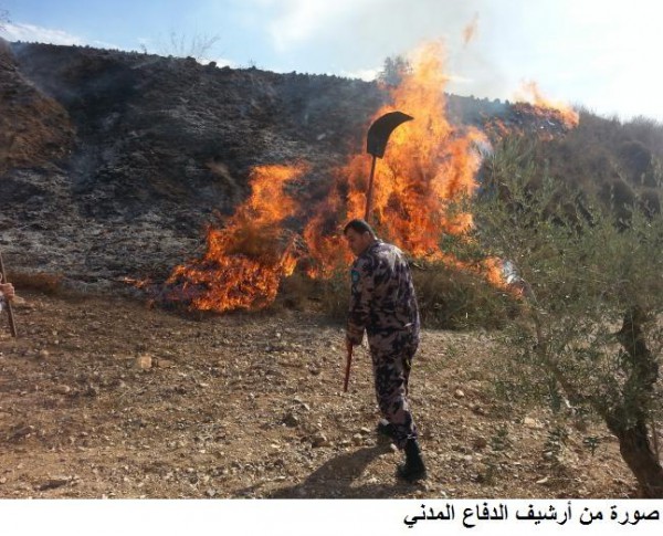 جنين :  اندلاع حريق  بأشجار زيتون و لوز 