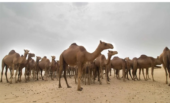 قطيع من الإبل يقدم لوحة استعراضية على طريق سريع في عُمان