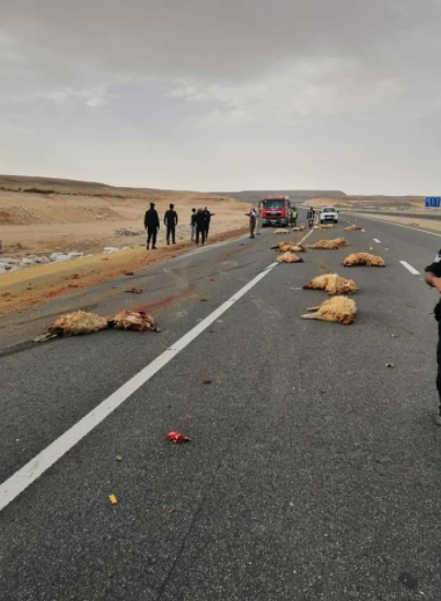 بالصور  ..  إصابة سائق "تريلا" و نفوق عشرات الاغنام بـ"تدهور" على الصحراوي