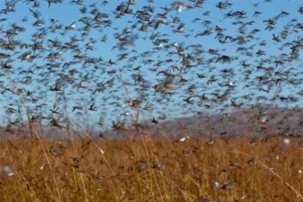 الزراعة تبقي على حالة الطوارئ قائمة "تخوفًا" من غزو محتمل للجراد