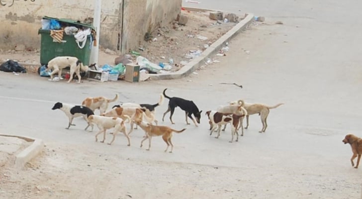 الإدارة المحلية لـ"سرايا": قوانين وزارة الزراعة تمنع قنص الكلاب الضالة 