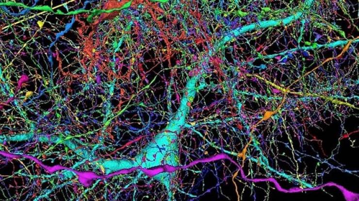 225 مليون صورة لإنشاء أكثر الخرائط ثلاثية الأبعاد تفصيلا للدماغ البشري!