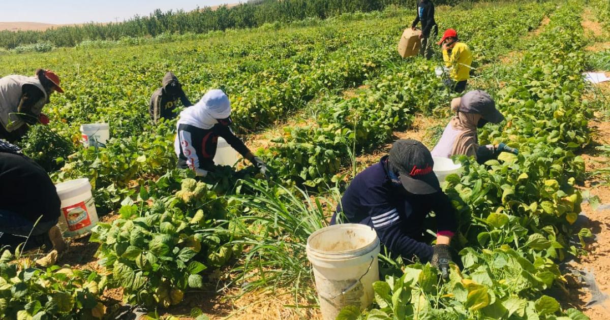 ارتفاع عدد العمالة الزراعية المشمولة بالضمان الاجتماعي إلى 18761 عامل وعاملة