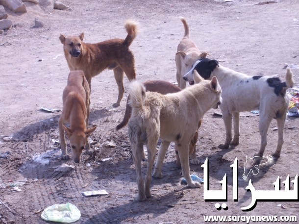 بعد وفاة طفلة في اربد اثر تهجم كلب عليها ..  مفتي المملكة يُجيز قتل الكلاب الضالة