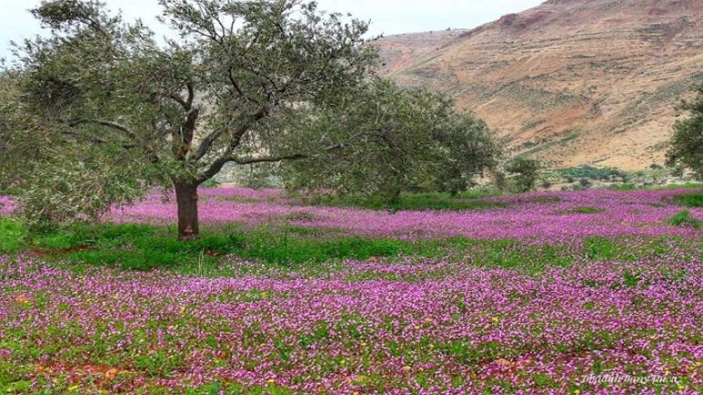 أجواء ربيعية لطيفة الحرارة في أغلب مناطق المملكة 