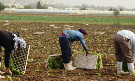 مزارعون يؤكدون عدم زراعة أراضيهم الموسم المقبل جراء الخسائر