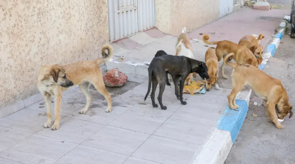 جدل كبير في تركيا بسبب الكلاب الضالة