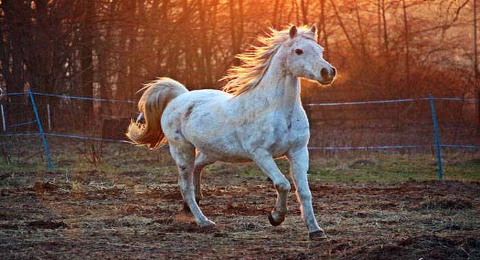  رؤية الفرس أو الخيل في المنام 