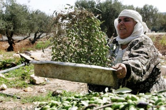 الأعشاب الطبية في فلسطين ..  مصدر لثروة الفقراء