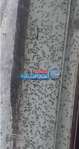 بالفيديو ..  الحشرات تغزو نوافد منازل سكان عين الباشا ومطالب للبلدية بإجراء اللازم