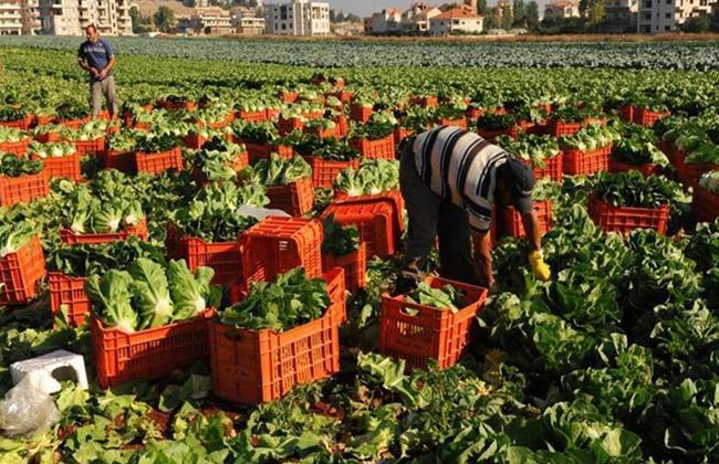 زراعة المفرق تدعو المزارعين لأخذ الحيطة من الحر