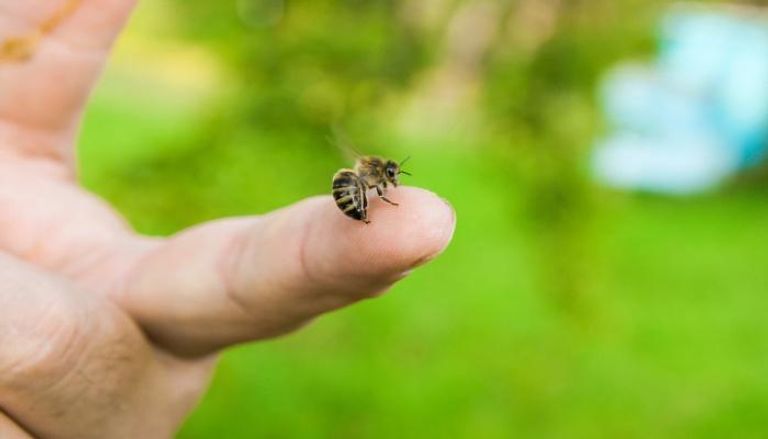 كيفية استخدام سم النحل ..  لعلاج التهاب الأعصاب والأمراض الجلدية