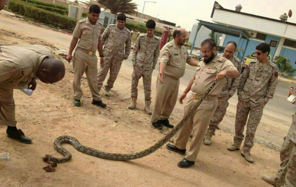 صور: قتل حيّة عملاقة طولها 3 أمتار بقاعدة الملك فيصل البحرية