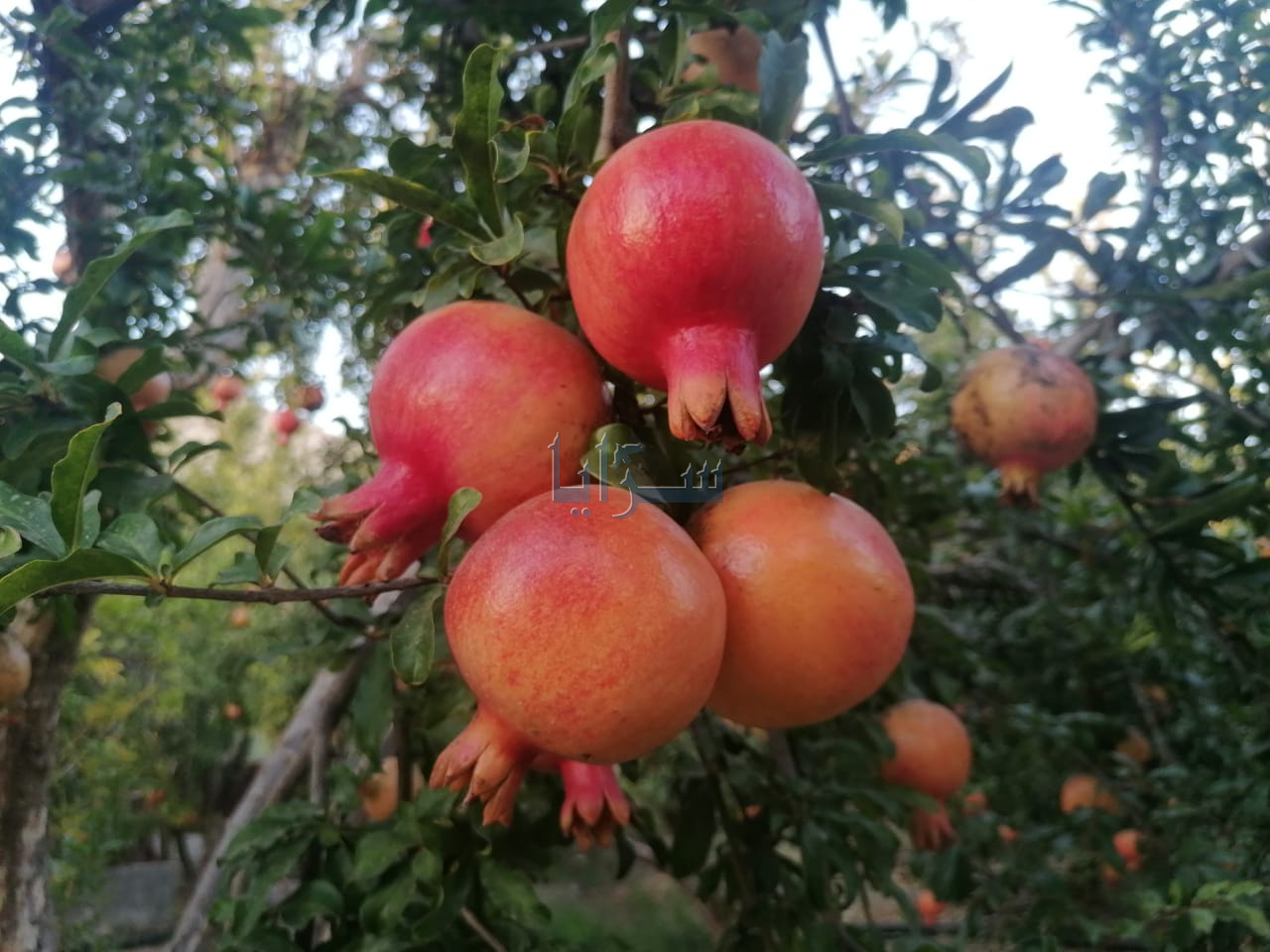 فاكهة الجنة .. مزارعو الكورة يبدأون في قطف ثمار الرمان غرب مدينة اربد (فيديو وصور) 