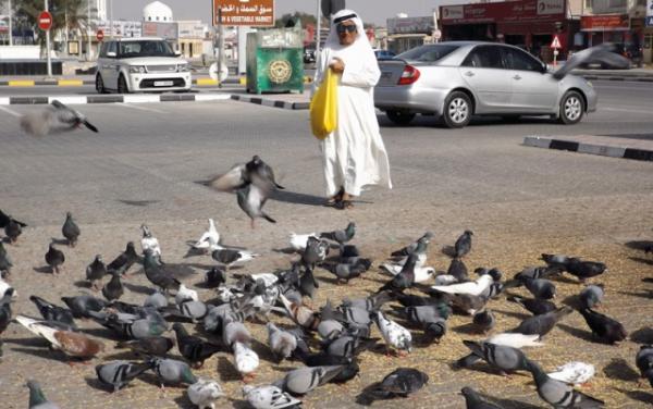 بالفيديو  ..  رجل يصطاد حمام الشوارع في الكويت ليبيعها "للمطاعم"!