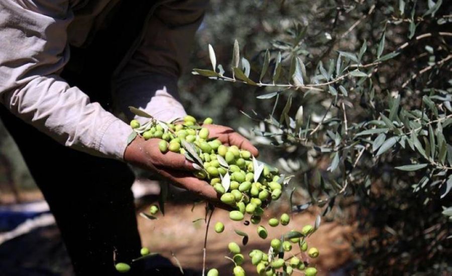 وزارة الزراعة: لا تمديد على فترة التسجيل لمهرجان الزيتون الـ 24