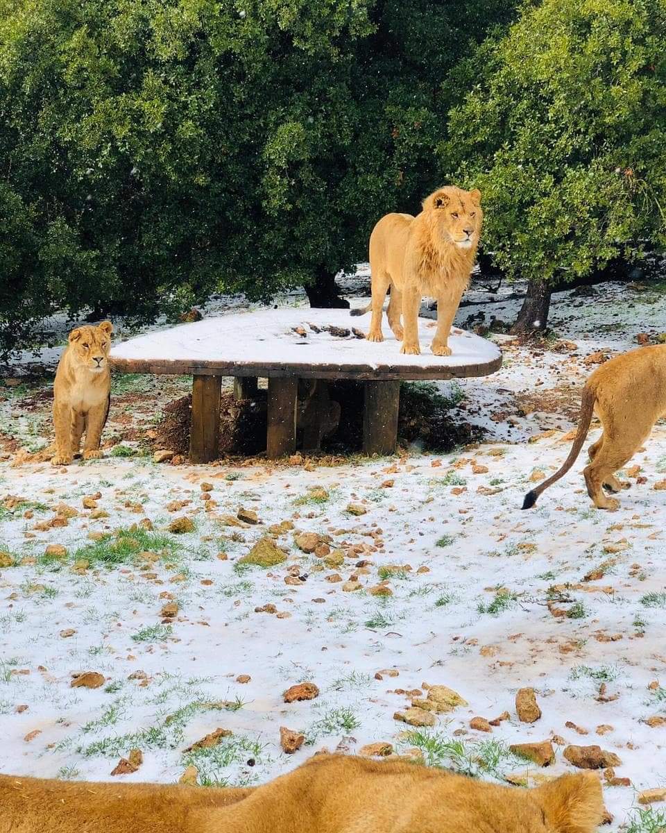 بالصور ..  الأسود و النمور تلهو على الثلوج في جرش