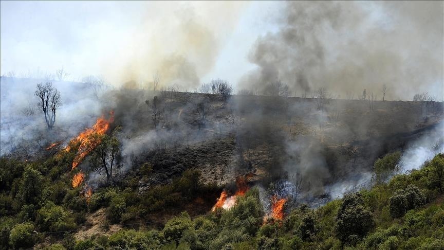 الجزائر ..  السيطرة على حريق غابات تسبب في إجلاء 33 عائلة