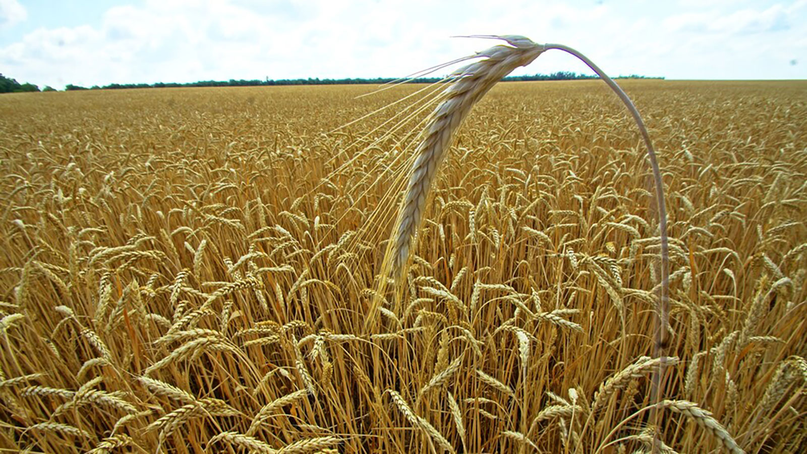 التجارة: تخفيض سعر طن دقيق القمح الموحد والقمح