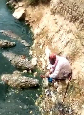 بالفيديو ..  جاء ليقدم الطعام للتماسيح وكانت المفاجأة!