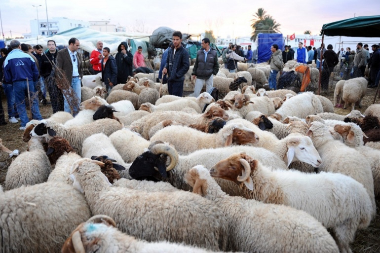 بلدية جرش تحدد 5 مواقع لحظائر لبيع الاضاحي