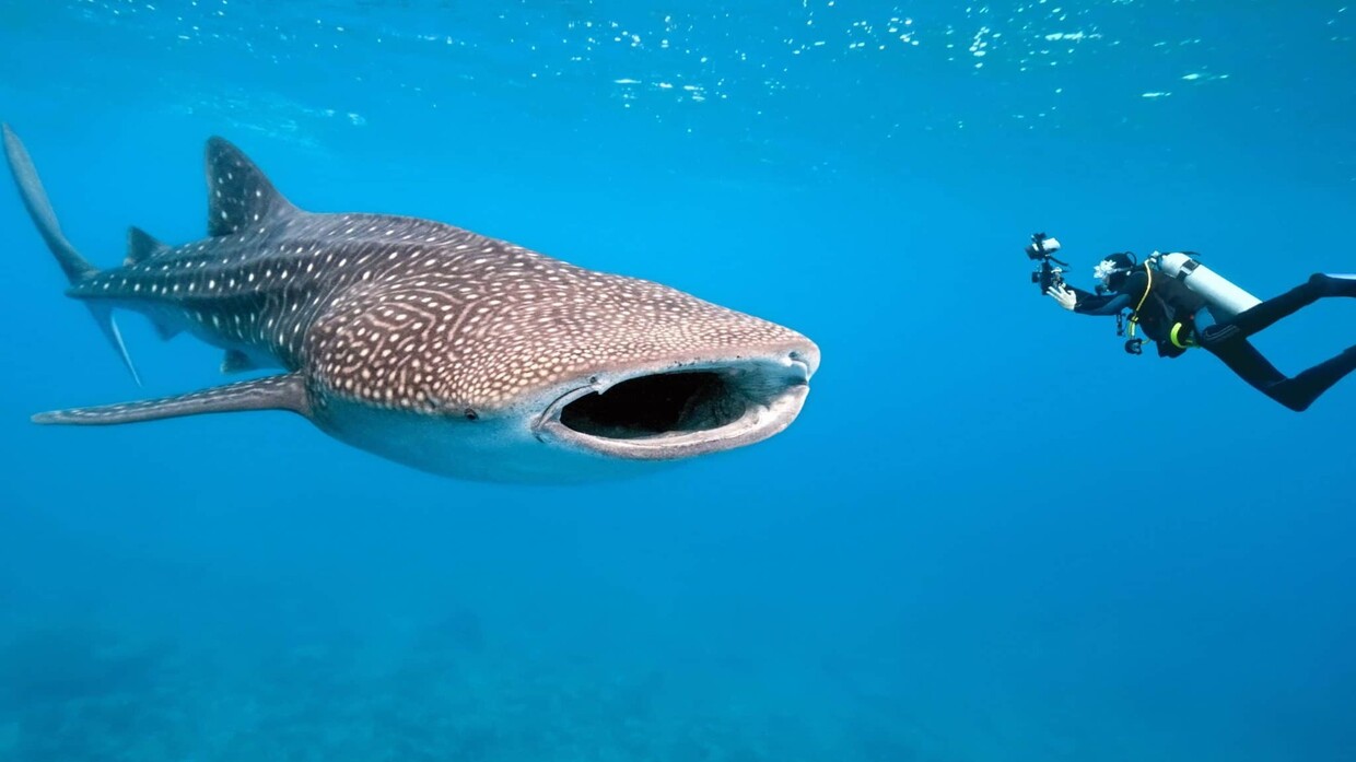 ظهور أكبر أنواع القرش بالغردقة المصرية يثير الذعر