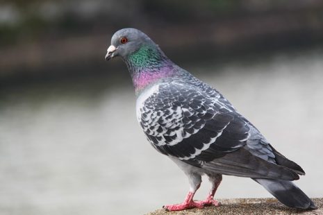 تفسير حلم رؤية حمامة اوالحمام في المنام لابن سيرين Pigeon ...