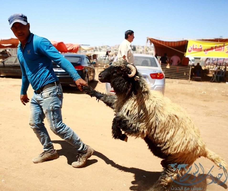 موقع واحد فقط لذبح الأضاحي في السلط