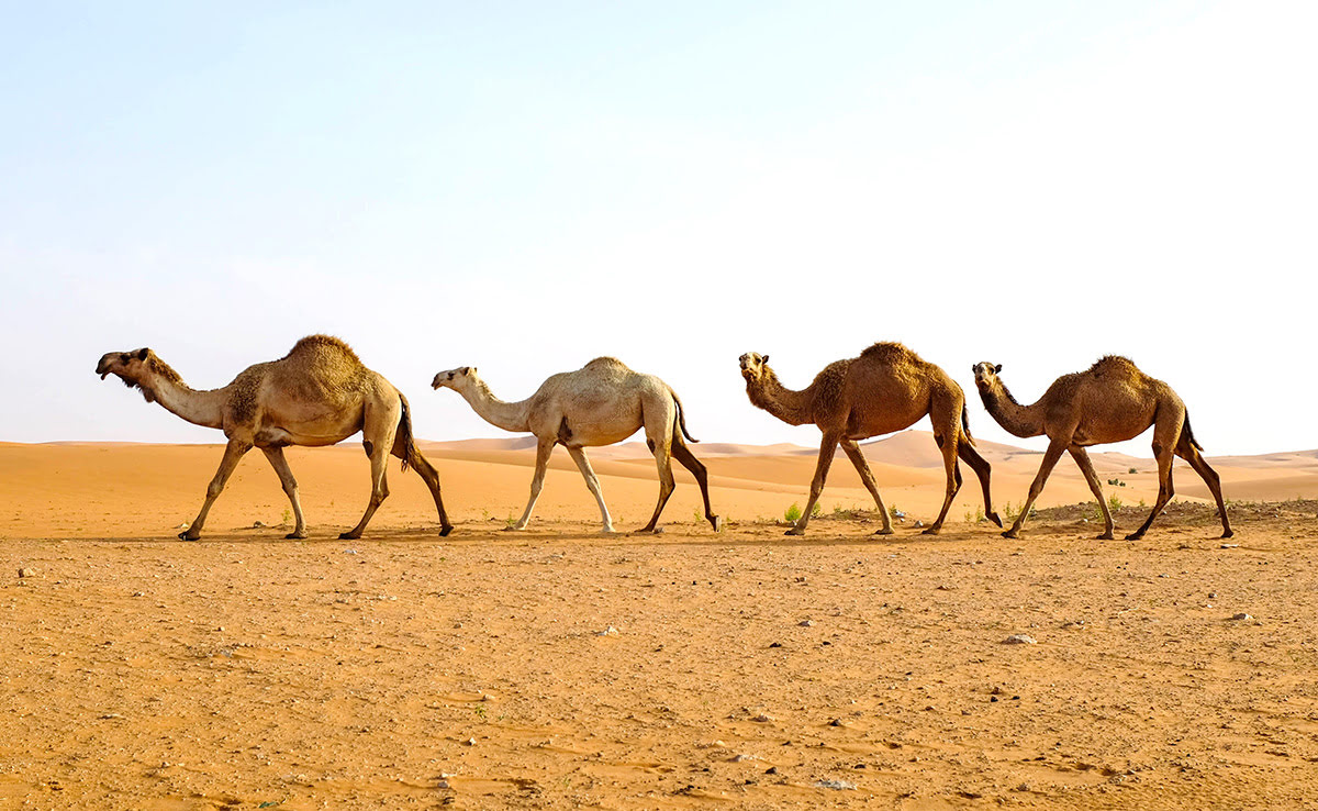 الزراعة توضح اسباب حجر الأبل في حدود العمري