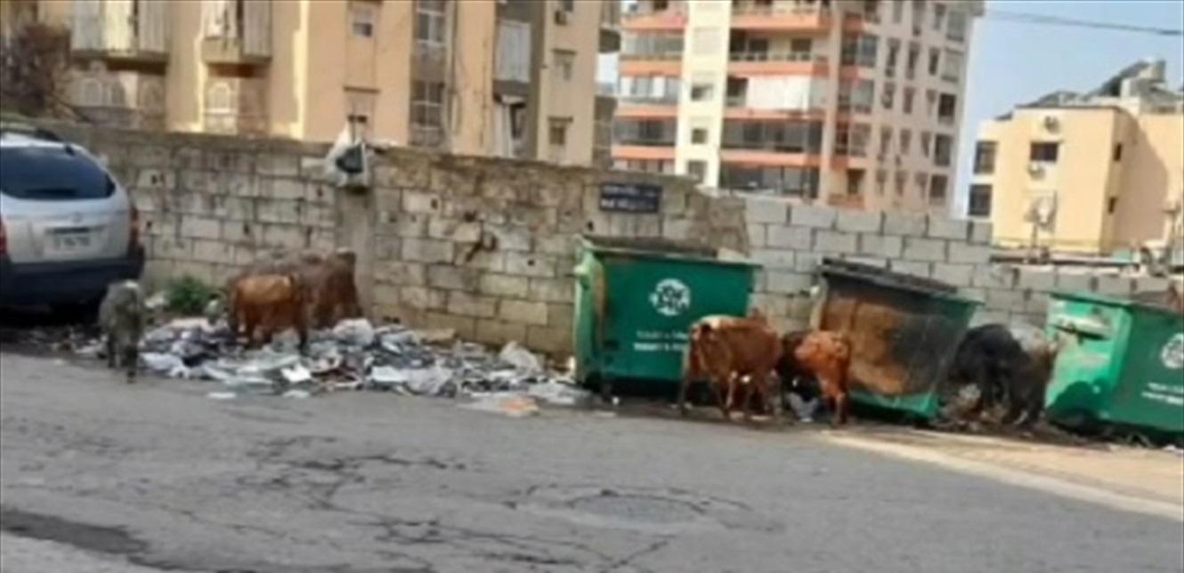 بالفيديو ..  ماعز قرب حاويات النفايات: "كلو بياكل من الزبالة"