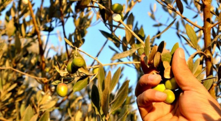 نقابة أصحاب المعاصر تكشف عبر "سرايا" الموعد المناسب لقطف الزيتون