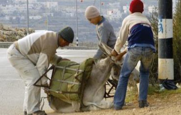 فلسطيني ينقذ حمارا من الذبح على يد حاخام يهودي متطرف