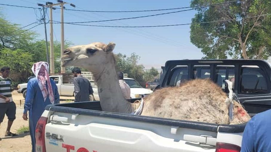  عشائر العزازمة في الأغوار يذبحون الجمال ويقيمون مأدبة عشاء احتفاء بزفاف ولي العهد