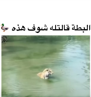 بهذه الحيلة نجت البطة من اللبؤة - فيديو 