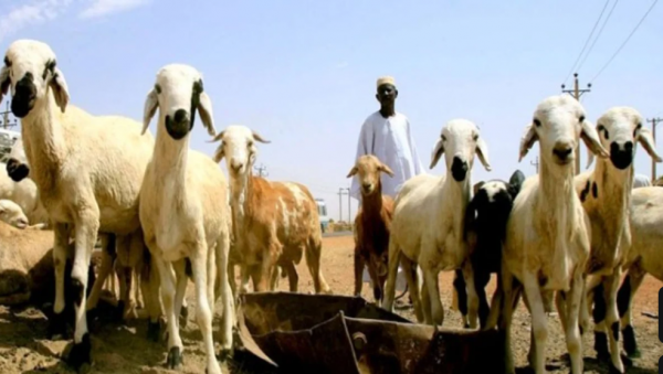 وزير الزراعة: توفر المواشي السودانية الحية في الأسواق بعد انقطاع لأعوام